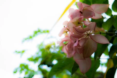 Beautiful Spring Cherry blossoms over blue sky. pink flowers. Foto stock