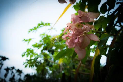 Beautiful Spring Cherry blossoms over blue sky. pink flowers. Stock Photos