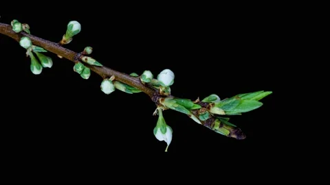 Beautiful Spring Cherry plum tree flowers blossom on black background, timelapse Stock Footage 153816117