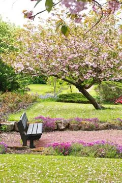 Beautiful spring with cherry tree and wooden bench Stock Photos