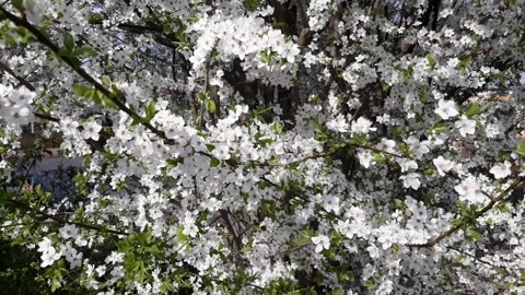 Beautiful Spring Cherry Tree in Bloom Stock Footage 135257315