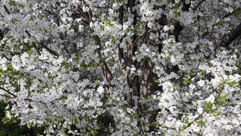 Beautiful Spring Cherry Tree in Bloom Stock Footage 135257339