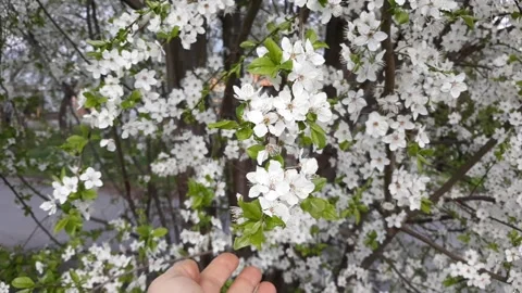 Beautiful Spring Cherry Tree in Bloom Stock Footage 135257348