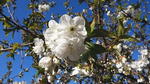 Beautiful spring cherry tree blossom. Easter fresh blooming cherry closeup. Video stock 106956122