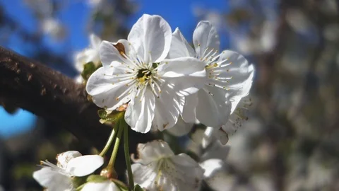 Beautiful spring cherry tree blossom. Easter fresh blooming cherry closeup. Video stock 106956432