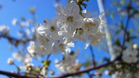 Beautiful spring cherry tree blossom. Easter fresh blooming cherry closeup. Video stock 106971725