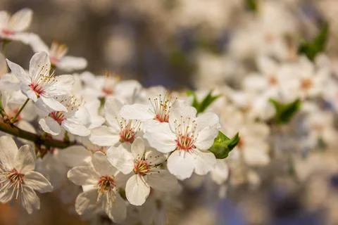 Beautiful spring Cherry tree blossoms against a blurred peaceful background. Stock Photos