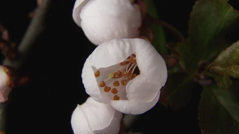 Beautiful Spring Cherry tree flowers blossom timelapse, extreme close up. Time Stock Footage 88239447