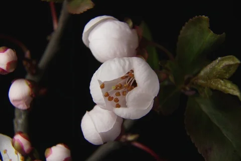Beautiful Spring Cherry tree flowers blossom timelapse, extreme close up. Time Vídeos de archivo 88239668
