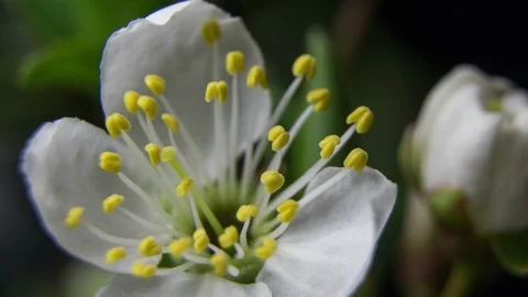 Beautiful Spring Cherry tree flowers blossom timelapse, extreme close up. Time Stock Footage 88254863