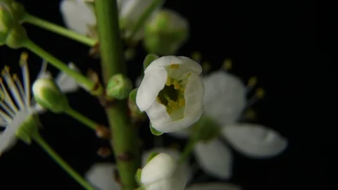 Beautiful Spring Cherry tree flowers blossom timelapse, extreme close up. Time Stock-Footage 88330742