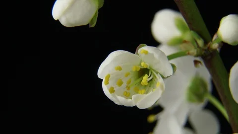 Beautiful Spring Cherry tree flowers blossom timelapse, extreme close up. Time Stock-Footage 88338365