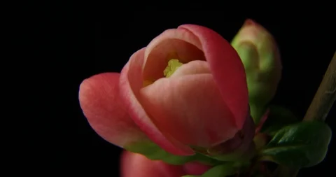 Beautiful Spring Cherry tree flowers blossom timelapse, extreme close up. Time Stock-Footage 88394607