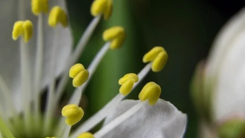 Beautiful Spring Cherry tree flowers blossom macro timelapse, extreme close up Stock Footage 89425956