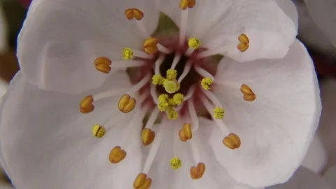 Beautiful Spring Cherry tree flowers blossom macro timelapse, extreme close up Vídeos de archivo 89427432
