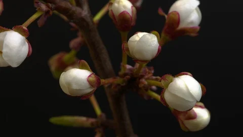 Beautiful Spring Cherry tree flowers blossom timelapse, extreme close up. Time Stockbeeldmateriaal 106899387
