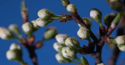Beautiful Spring Cherry tree flowers blossom timelapse, extreme close up. Time Vídeos de archivo 129470742