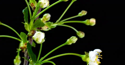 Beautiful Spring Cherry tree flowers blossom timelapse, extreme close up. Time Stock Footage 130713494