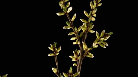 Beautiful Spring Cherry tree flowers blossom on black background, timelapse Stock Footage 154728351