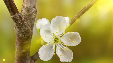 Beautiful Spring Cherry tree flowers blossom timelapse, extreme close up. Time Stock Footage 175241863