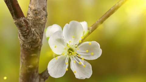 Beautiful Spring Cherry tree flowers blossom timelapse, extreme close up. Time Stock Footage 182896654