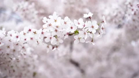 A beautiful spring cherry tree in the garden blooms on a blurry white background Stock Footage 238076220