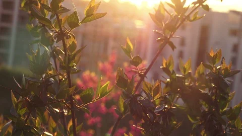 Beautiful spring cityscape Video stock 88451286