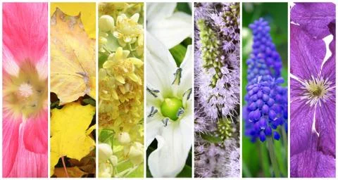 Beautiful spring collage Stock Photos