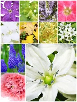 Beautiful spring collage Stock Photos