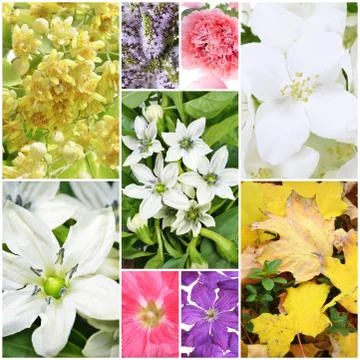 Beautiful spring collage Stock Photos