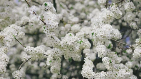 Beautiful spring colored nature with blooming trees and white flowers sun glare Stock Footage 153803539