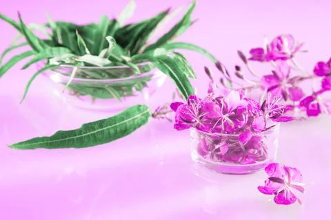 Beautiful spring composition of fresh willow-herb flowers and leaves Stock Photos