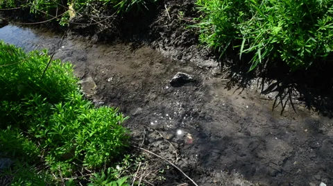 Beautiful spring creek 動画素材 49311597