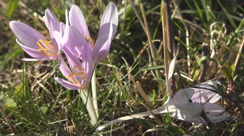 Beautiful Spring Crocus detail closeup bloom flower blossom violet green grass  Stock Footage 45799461