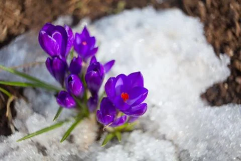 Beautiful spring crocus flower on background image Stock Photos