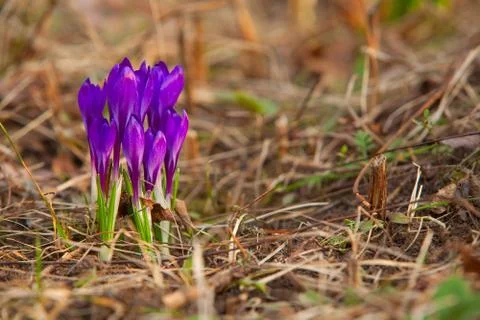 Beautiful spring crocus flower on background image Stock Photos