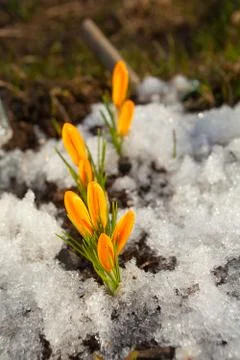 Beautiful spring crocus flower on background image Stock Photos