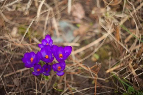 Beautiful spring crocus flower on background image Stock Photos