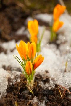 Beautiful spring crocus flower on background image Stock Photos
