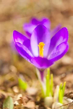 Beautiful spring crocus flower on background image Stock Photos