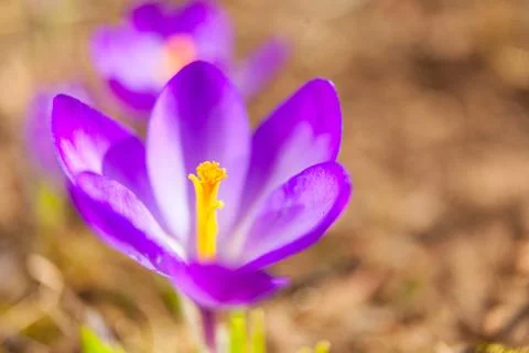 Beautiful spring crocus flower on background image Stock Photos