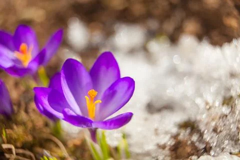 Beautiful spring crocus flower on background image Stock Photos