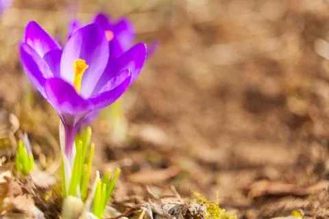 Beautiful spring crocus flower on background image Stock Photos