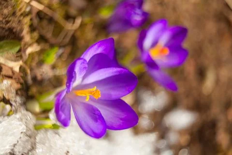 Beautiful spring crocus flower on background image Stock Photos