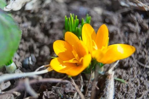Beautiful spring crocus flower on background image Stock Photos