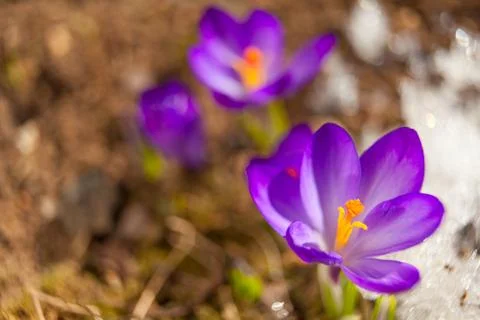 Beautiful spring crocus flower on background image Stock Photos