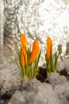 Beautiful spring crocus flower on background image Stock Photos