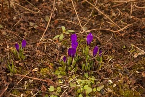 Beautiful spring crocus flower on background image Stock Photos