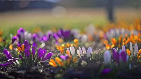 Beautiful spring crocuses flowering on meadow in warm light, calm and inspiring Stock Footage 326831121