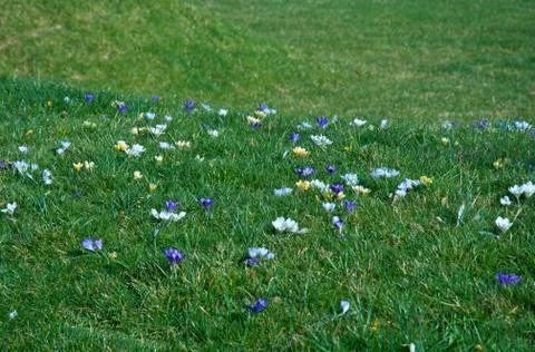 Beautiful spring crocuses, giant crocuses on a green lawn. Purple, white, yel Stock Photos